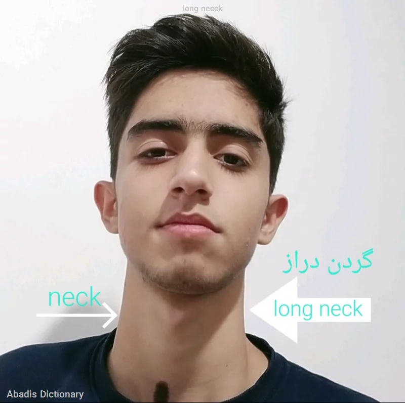 long necck